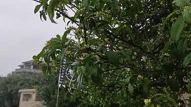桂花雨天拍摄实拍小镇视频的预览图